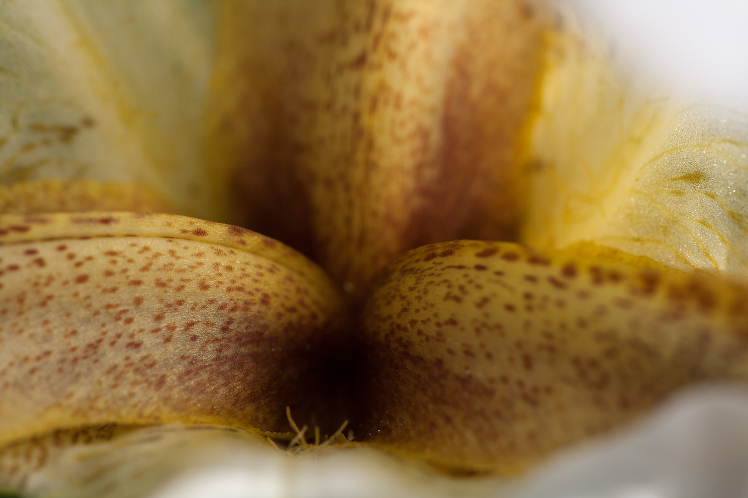 Nazareth iris exposed; Albino