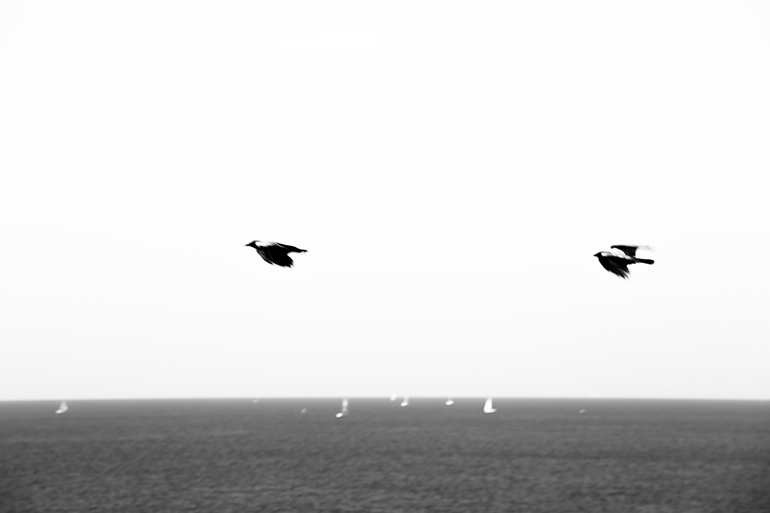 Two Crows and Six Sailboats