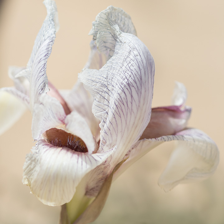 Negev Iris albino think with the heart