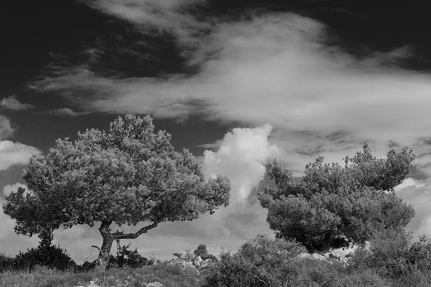 Two Pine Trees and Clouds