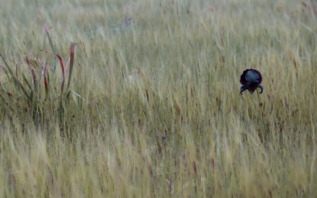 Impressionism Photography