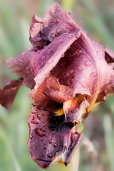 Coastal iris